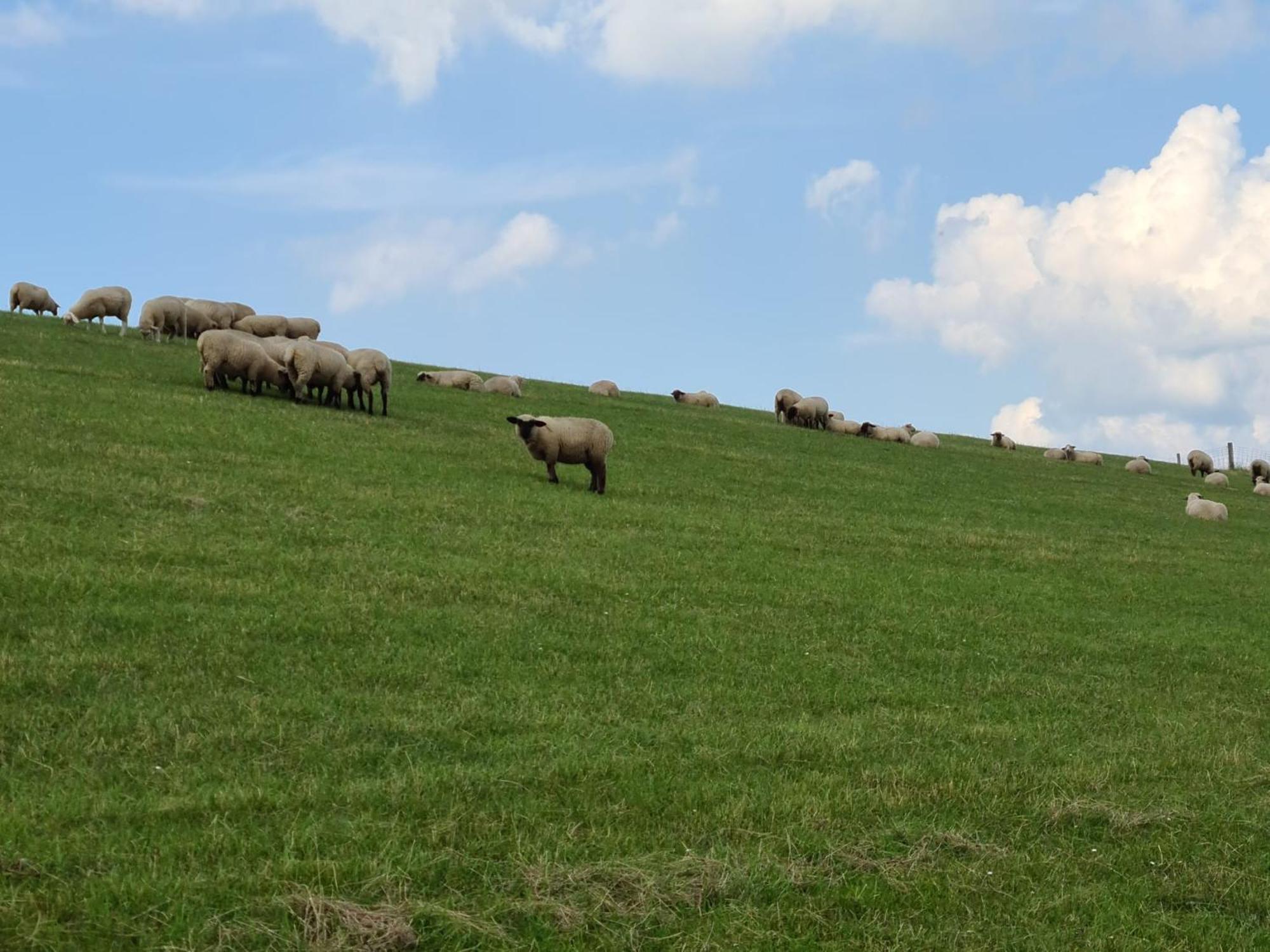 Haus Pudelwohl - Hundefreundliches Ferienhaus An Der Nordseekueste Sehestedt  Exteriör bild